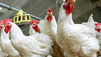 أسعار كيلو الفراخ البيضاء تتراجع بعد الارتفاع الأخير في أسواق الجمعة