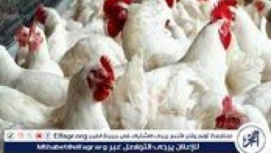 ارتفاع أسعار الفراخ البيضاء اليوم الجمعة 6 فبراير 2026 في المنيا
