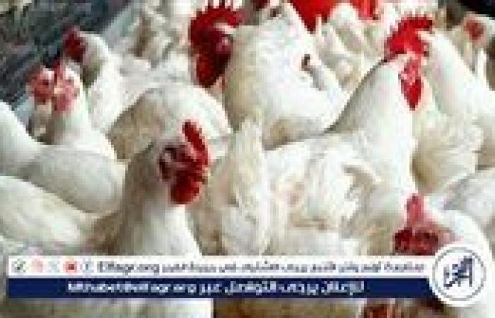 ارتفاع أسعار الفراخ البيضاء اليوم الجمعة 6 فبراير 2026 في المنيا