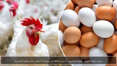 سعر كرتونة البيض اليوم الخميس 5 فبراير 2026 في سوق الدواجن والأسواق المصرية