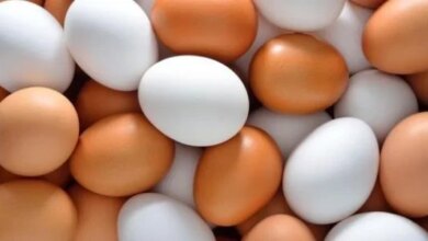 سعر كرتونة البيض في السوق للمستهلك اليوم الجمعة 6 فبراير 2026 يعتبر التغيرات الأخيرة مهمة للمواطنين