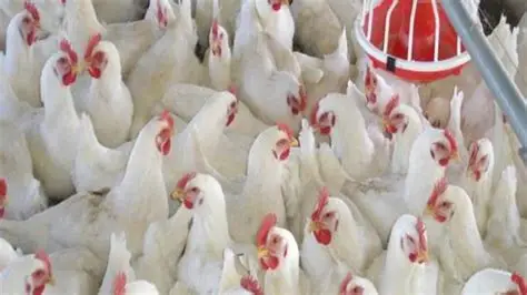 فرصة ذهبية للتخزين أسعار الدواجن في مصر تسجل مستويات قياسية