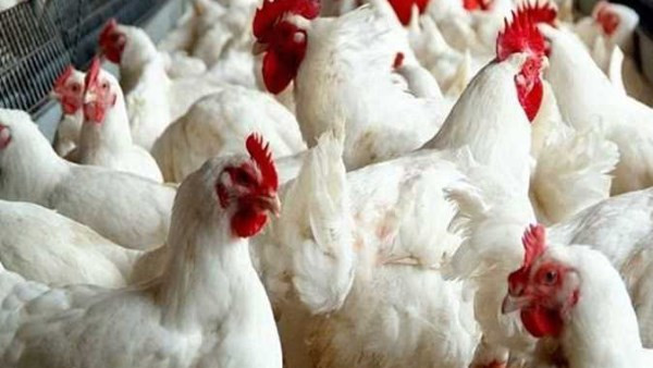 قبل رمضان.. ارتفاع مفاجئ في أسعار الدواجن والبانيه اليوم الجمعة