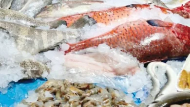 موجة غير مسبوقة من ارتفاع أسعار السمك في البحر الأحمر تصل إلى 350 جنيهًا