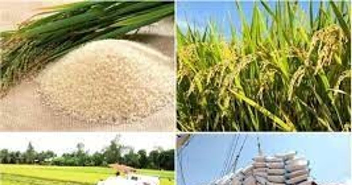 أسعار الأرز الخام ترتفع بشكل طفيف وتصل إلى 415 دولارات للطن لدى فيتنام