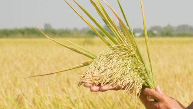 أسعار الأرز الطازج تظل مستقرة وتداولات السوق المحلي لا تزال هادئة