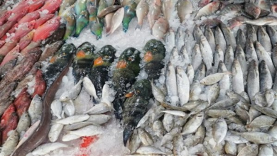 أسعار الأسماك اليوم الخميس 5 مارس 2026.. استقرار وتغييرات ملموسة في السوق