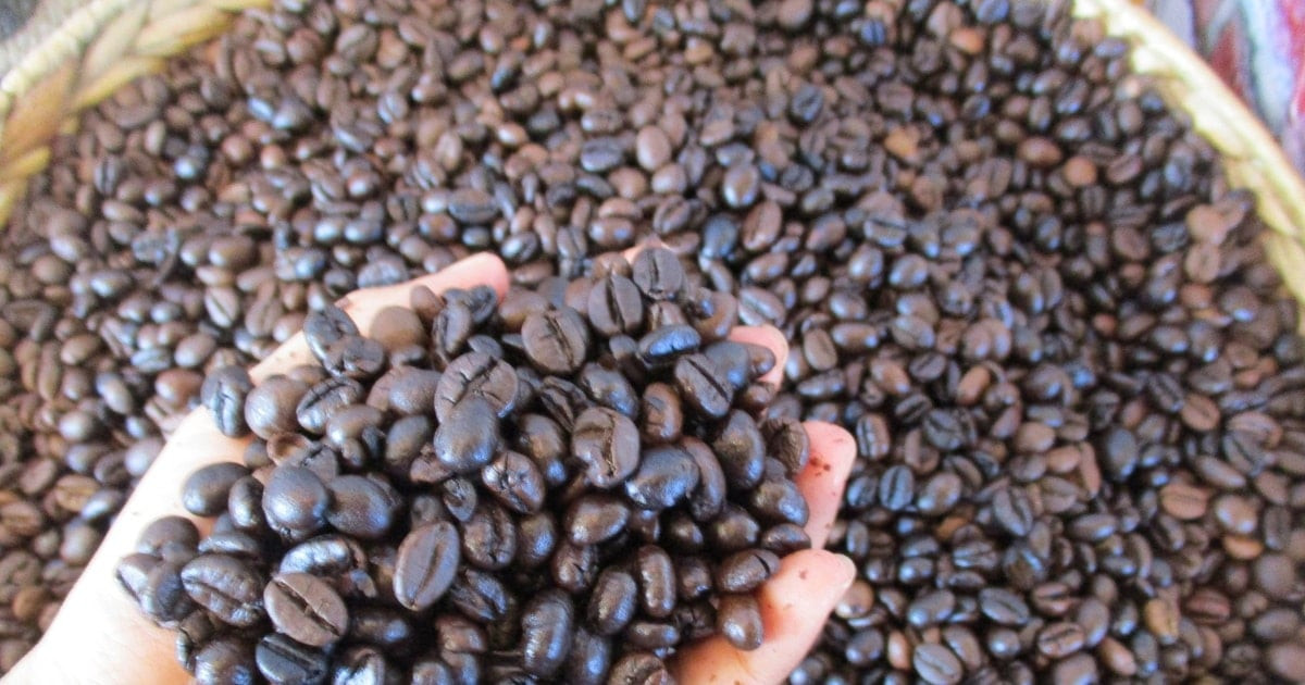 أسعار البن تتراجع بشكل مفاجئ بمقدار 3500 دونغ فيتنامي للكيلوغرام الواحد في جميع الفئات، يوم 14 مارس 2026