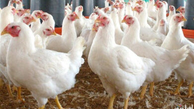 أسعار الدواجن اليوم الأربعاء 4 مارس 2026.. سعر كيلو الفراخ البيضاء يتصدر المشهد