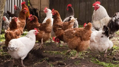 أسعار الدواجن اليوم السبت 14 مارس 2026 في الأسواق المصرية تتصدر اهتمامات المستهلكين