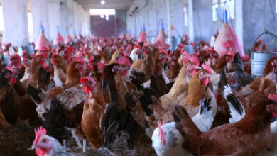 أسعار الدواجن اليوم في مصر.. استقرار ملحوظ وتوقعات بتغيرات محتملة