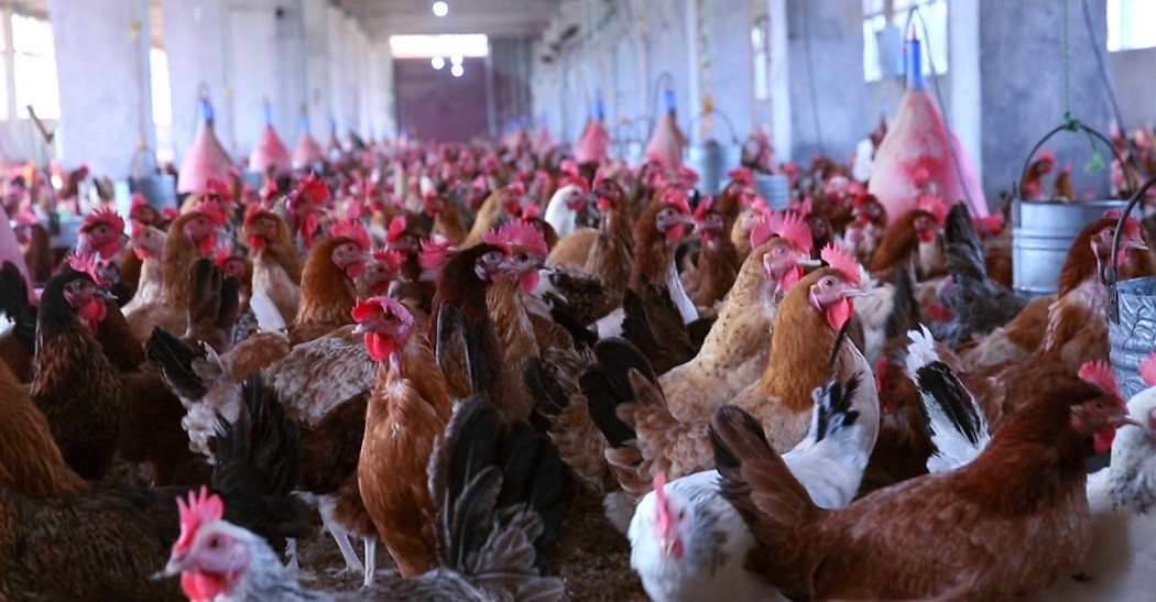 أسعار الدواجن اليوم في مصر.. استقرار ملحوظ وتوقعات بتغيرات محتملة