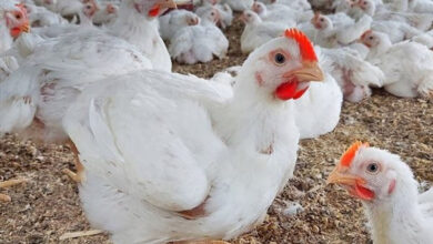 أسعار الدواجن تصل إلى 115 جنيهًا للمستهلك.. ارتفاع جنوني في أسواق اللحوم البيضاء