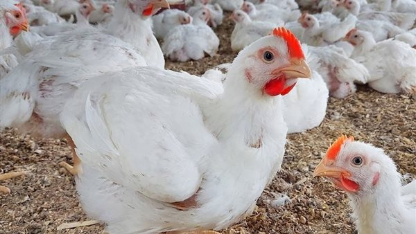 أسعار الدواجن تصل إلى 115 جنيهًا للمستهلك.. ارتفاع جنوني في أسواق اللحوم البيضاء