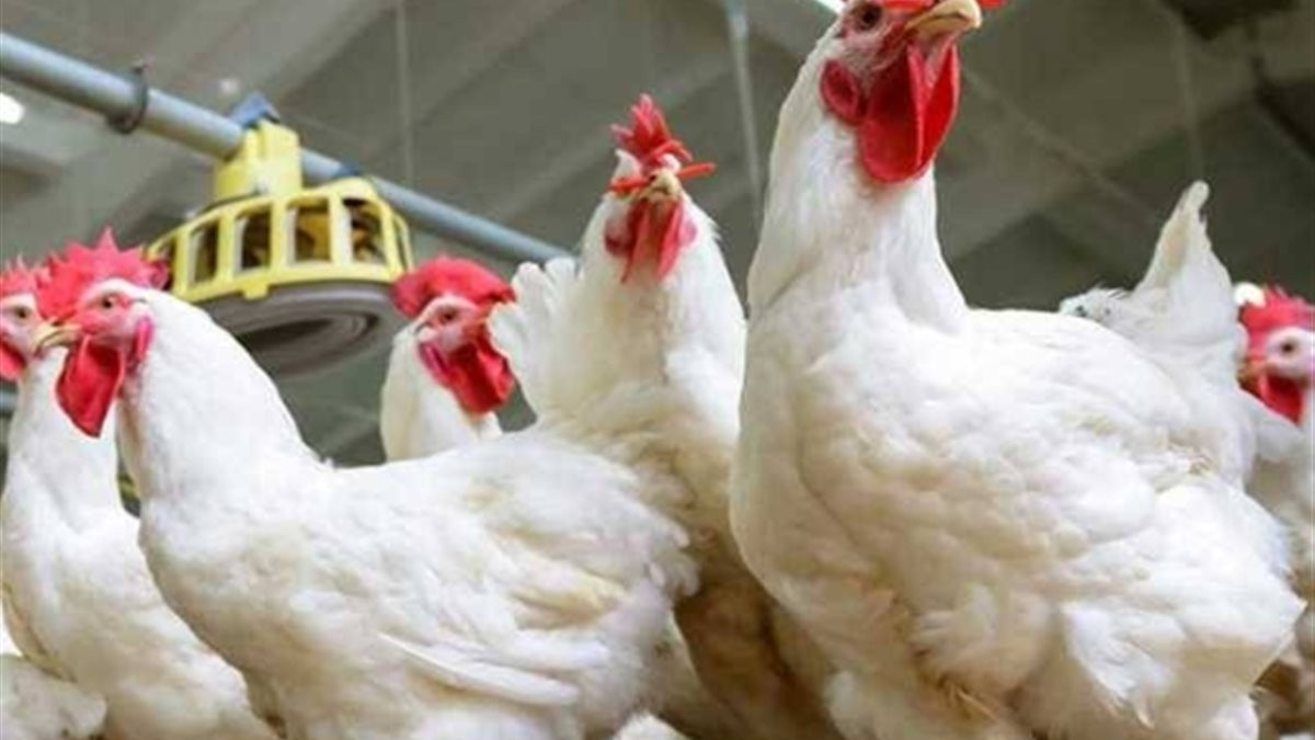 أسعار الدواجن في مصر تتراجع بصورة غير مسبوقة مساء الإثنين 9 مارس 2026