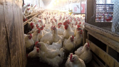 أسعار الدواجن والبيض تتحدى التوقعات وتسجل أداءً غير متوقع اليوم الخميس 5-3