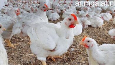 أسعار الدواجن واللحوم والأسماك اليوم الخميس 12 مارس 2026 في سوهاج.. متابعة لحظة بلحظة