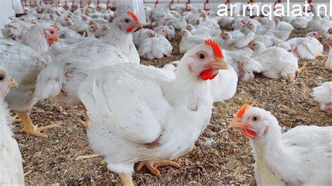 أسعار الدواجن واللحوم والأسماك اليوم الخميس 12 مارس 2026 في سوهاج.. متابعة لحظة بلحظة