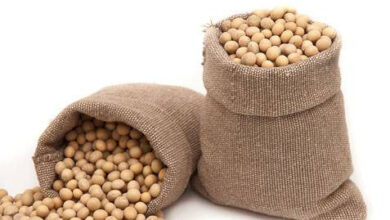 أسعار الصويا تتصاعد بدعم ارتفاع النفط وسط تصاعد التوترات الأمريكية والإسرائيلية مع إيران