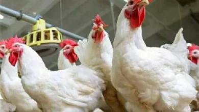 أسعار الفراخ البيضاء تتصدر التداولات مع استمرار التذبذب في السوق