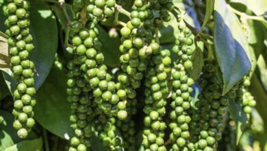 أسعار الفلفل تتجاوز التوقعات وتسجل ارتفاعًا كبيرًا في 14 مارس 2026