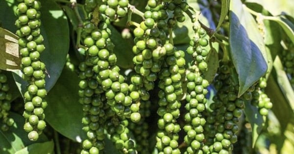 أسعار الفلفل تتجاوز التوقعات وتسجل ارتفاعًا كبيرًا في 14 مارس 2026