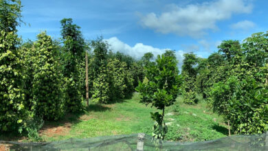 أسعار الفلفل تشهد ارتفاعاً قياسياً في فيتنام بـ145,000 دونغ للكيلوغرام في 6 مارس 2026