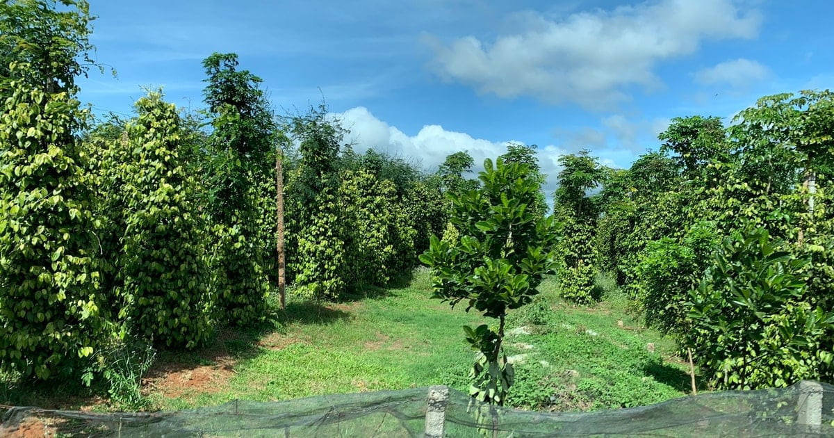 أسعار الفلفل تشهد ارتفاعاً قياسياً في فيتنام بـ145,000 دونغ للكيلوغرام في 6 مارس 2026