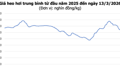 أسعار اللحوم تتفجر إلى مستويات قياسية بعد تسجيلها أعلى سعر بـ 68,000 دونج فيتنامي للكيلوغرام الواحد