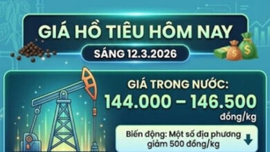إمدادات جديدة تصل إلى الأسواق بأسعار تتراوح بين 144000 و146500 دونغ فيتنامي للكيلوغرام الواحد