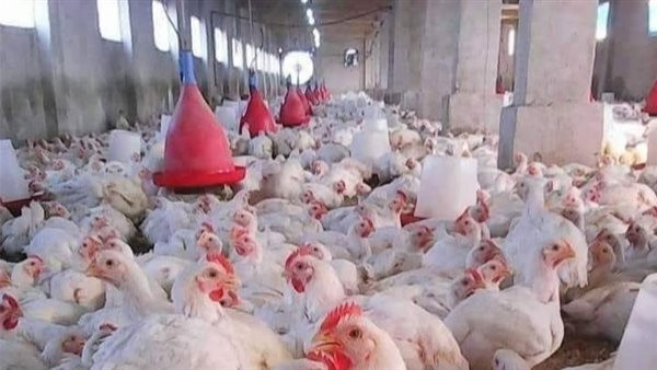 ارتفاع أسعار الفراخ يُهدد جيوب المصريين.. إلى متى ستستمر الأزمة؟