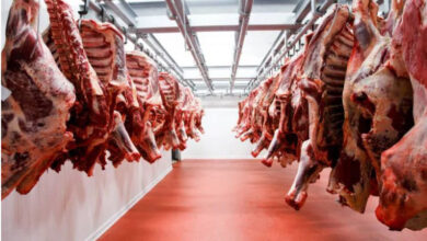 ارتفاع أسعار لحم الغنم في الدار البيضاء يتجاوز 120 درهم للكيلوغرام، وتوقعات باستمرار الارتفاع