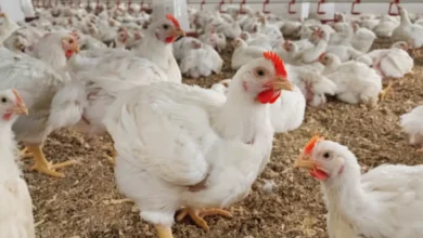 ارتفاع جنوني لأسعار الفراخ في رمضان رغم الوفرة.. مؤامرة التجار تجهز على جيوب المصريين