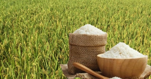 ارتفاع طفيف في أسعار الأرز المكسور العطري يثير اهتمام المستهلكين والأسواق