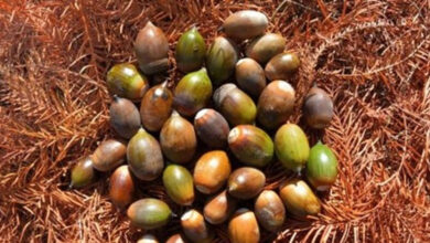 ارتفاع قياسي لأسعار زيت النخيل بنسبة 9.32% في أكبر زيادة خلال ثلاث سنوات