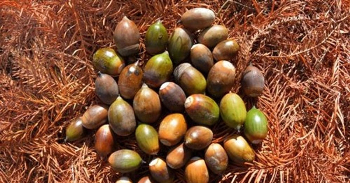 ارتفاع قياسي لأسعار زيت النخيل بنسبة 9.32% في أكبر زيادة خلال ثلاث سنوات