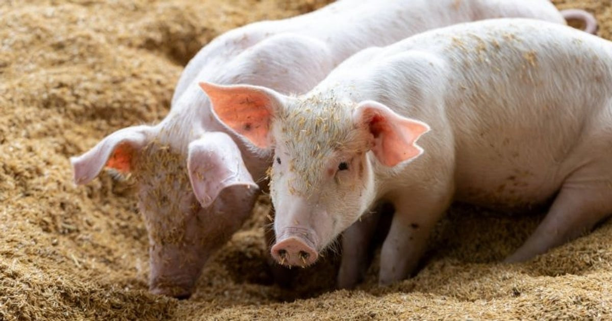 السوق لا يزل مستقراً.. الجنوب يتصدر بأسعار تصل إلى 69,000 دونغ فيتنامي للكيلوغرام