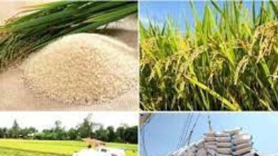 السوق يستقر.. أرز داي ثوم 8 يسجل ارتفاعًا قياسيًا عند 9600 دونغ فيتنامي للكيلوجرام