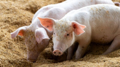 السوق يواصل الاستقرار.. أعلى سعر للـ"دونغ" الفيتنامي عند 69,000 لكل كيلوجرام