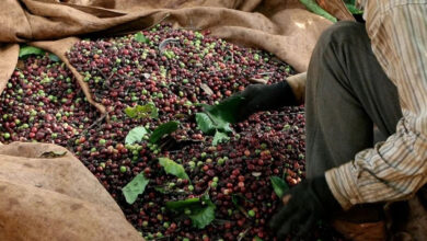 انخفاض أسعار المواد الغذائية يصل إلى 2000 دونغ فيتنامي لكل كجم بشكل موحد، هل تتوقع استقراراً في السوق؟