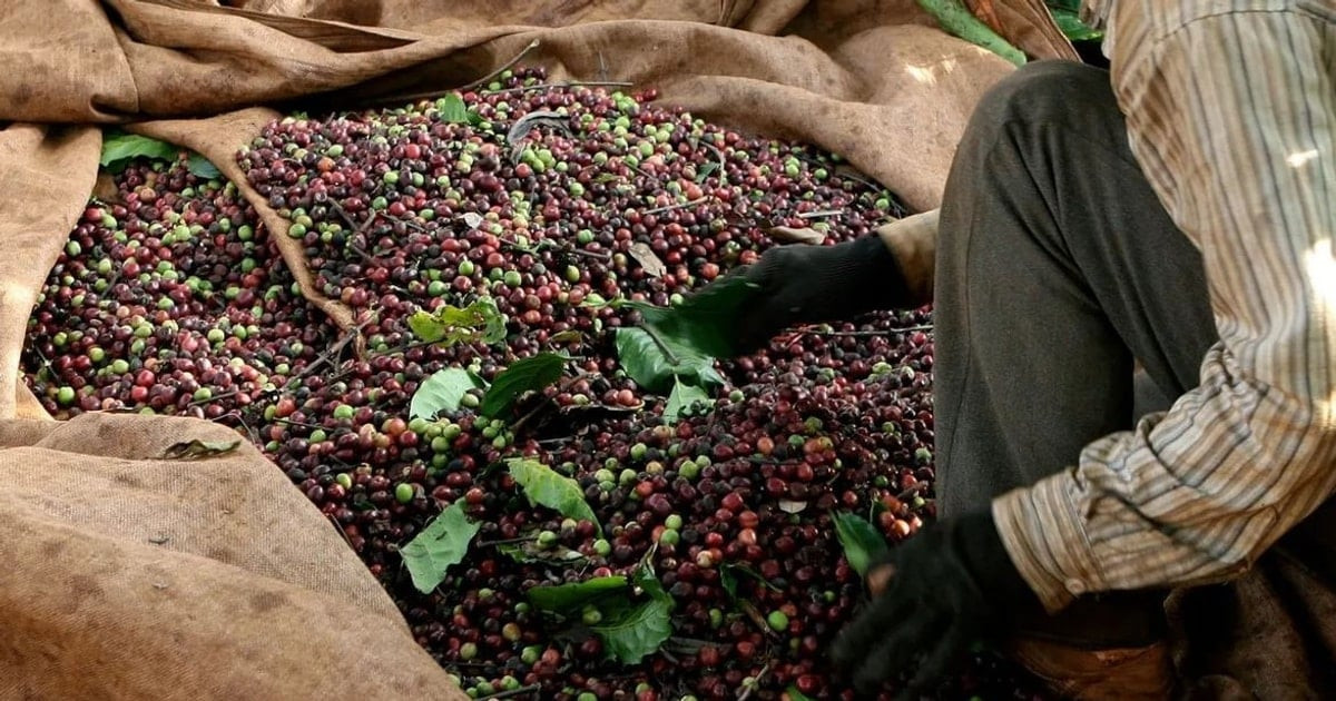 انخفاض أسعار المواد الغذائية يصل إلى 2000 دونغ فيتنامي لكل كجم بشكل موحد، هل تتوقع استقراراً في السوق؟