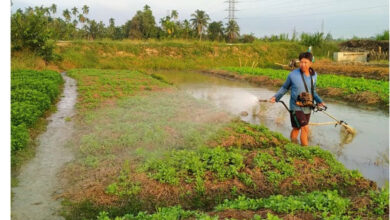 انخفاض العرض يساهم في ارتفاع أسعار الخضروات بشكل غير مسبوق