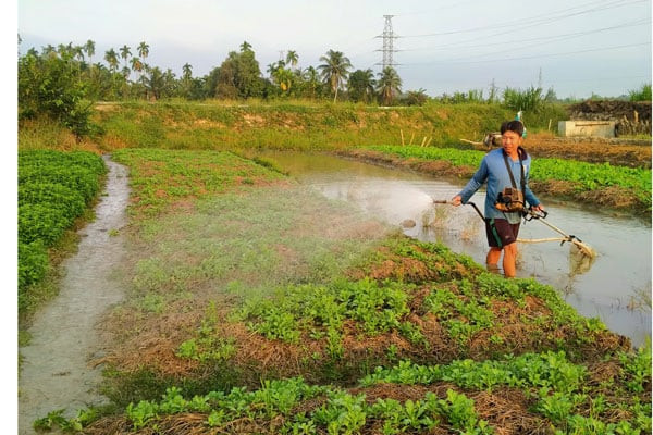 انخفاض العرض يساهم في ارتفاع أسعار الخضروات بشكل غير مسبوق