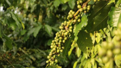 انخفاض حاد في أسعار الفلفل والقهوة يثير قلق السوق ويفتح أبواب التساؤلات