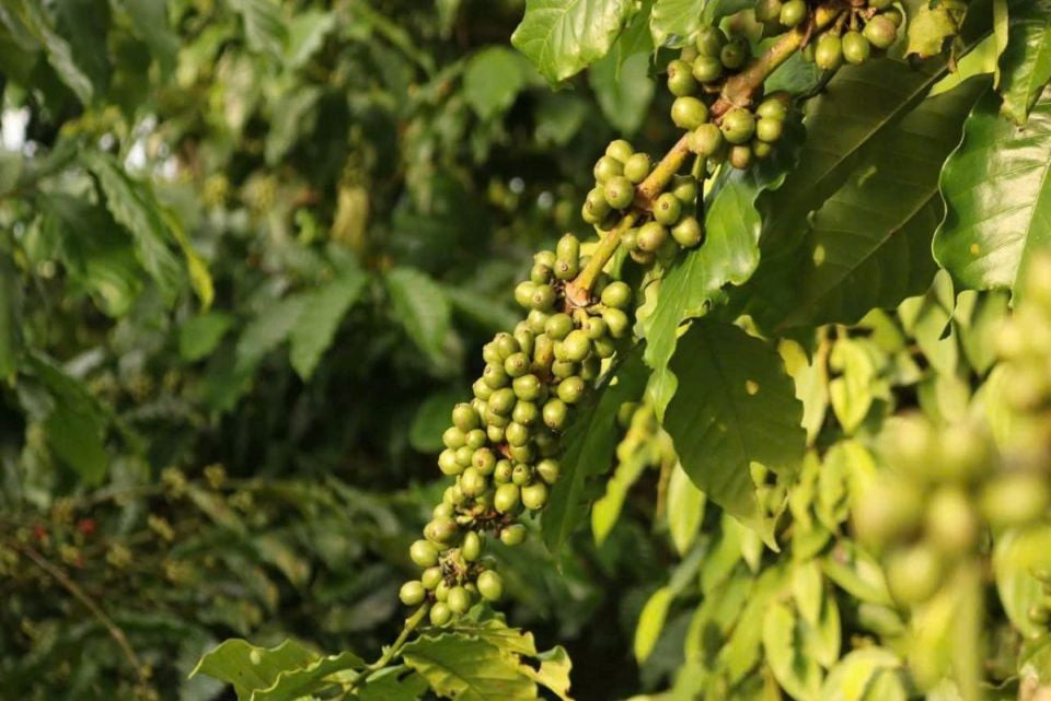 انخفاض حاد في أسعار الفلفل والقهوة يثير قلق السوق ويفتح أبواب التساؤلات