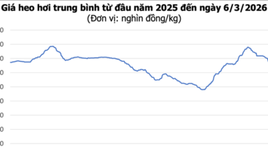 انخفاض سعر اللحوم إلى أقل من 70 ألف دونغ فيتنامي للكيلوغرام، بتراجع يصل إلى 2000 دونغ