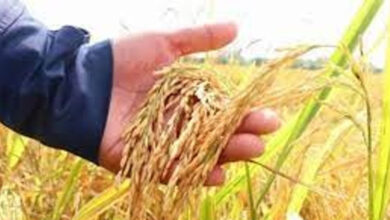 انخفاض طفيف في أسعار الأرز الطازج واستقرار أسعار التصدير عند 434 دولارًا للطن