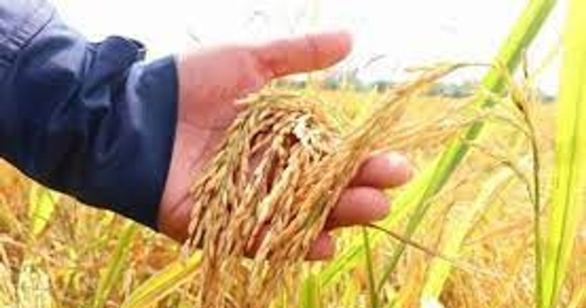 انخفاض طفيف في أسعار الأرز الطازج واستقرار أسعار التصدير عند 434 دولارًا للطن