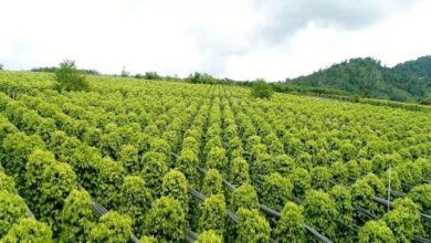 انخفاض طفيف في أسعار الفلفل يُسجل اليوم مع وصول أعلى سعر إلى 146,500 دونغ فيتنامي للكيلوجرام