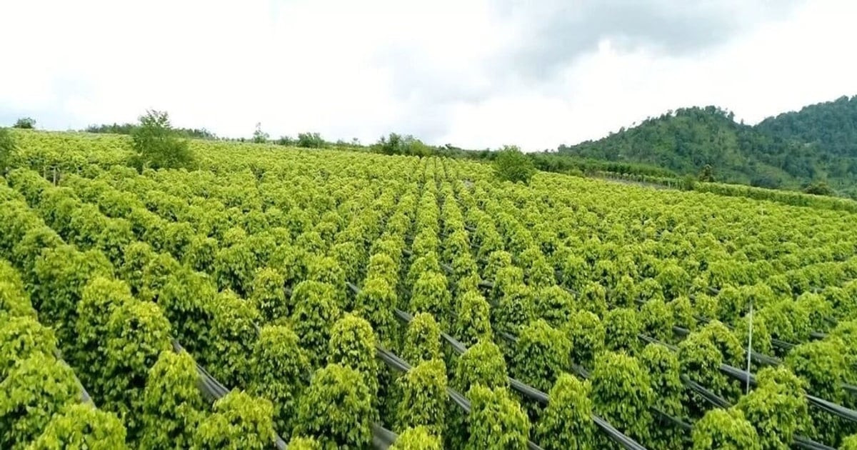 انخفاض طفيف في أسعار الفلفل يُسجل اليوم مع وصول أعلى سعر إلى 146,500 دونغ فيتنامي للكيلوجرام